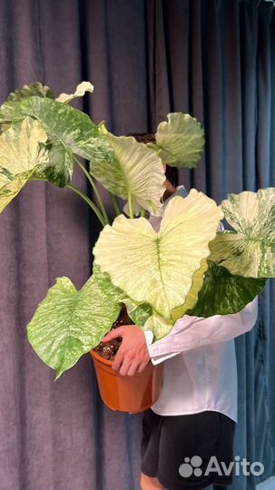 Алоказия Гагеана Вариегатная