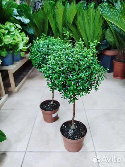 Мирт на штамбе