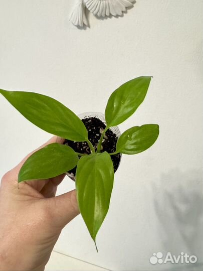 Спатифилум сильвер энд голд