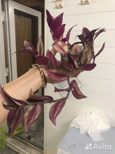 Традесканция,каллизия разных сортов