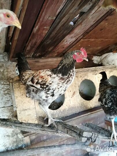 Молодые петухи