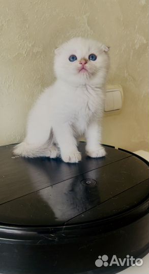 Шотландский вислоухий мальчик