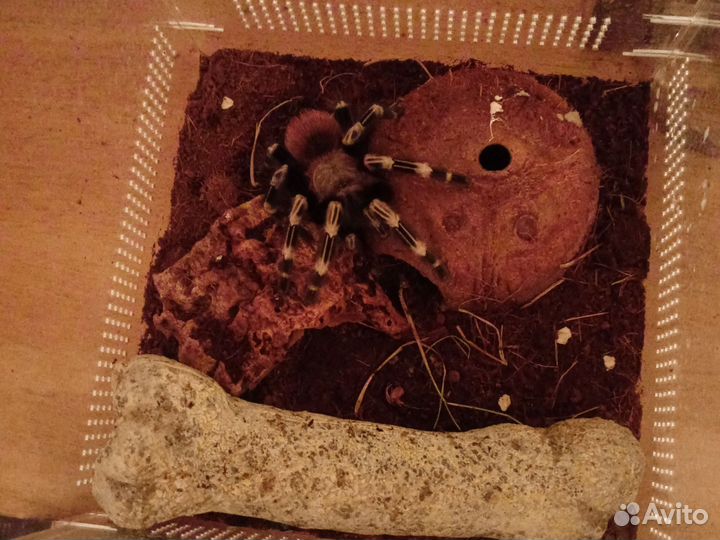 Паук птицеед