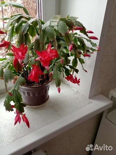 Комнатные цветы