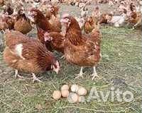 Куры несушки с доставкой