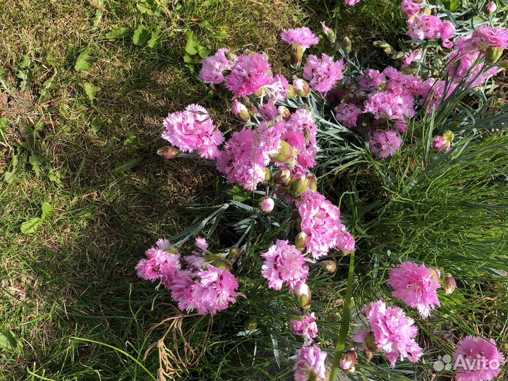 Монстера растение