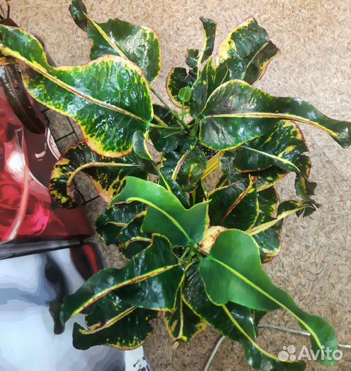 Кротон Tree namtok, Рыжик, Дейзи