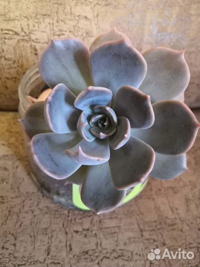 Суккуленты 3