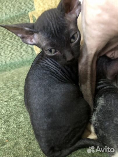 Канадский сфинкс