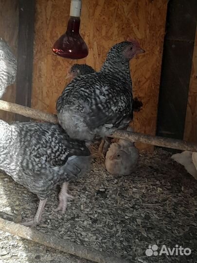 Куры несушки