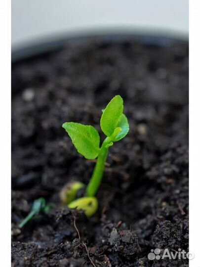 Грунт для цитрусовых 5 л