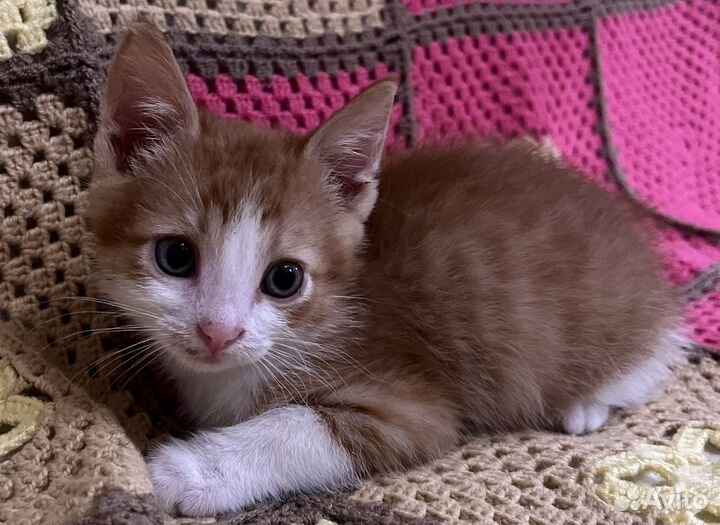 Котенок в добрые руки даром