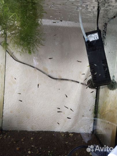 Аквариум двухсекционный 60л с тумбой