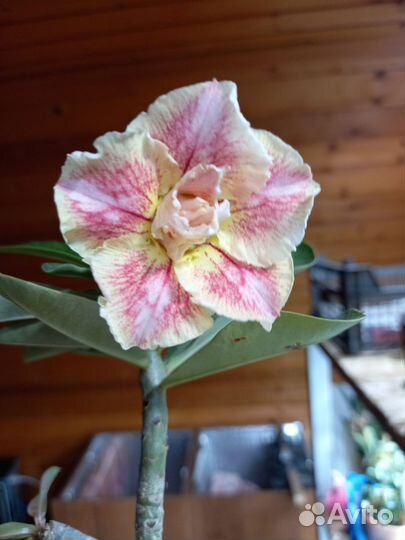 Черенки адениума