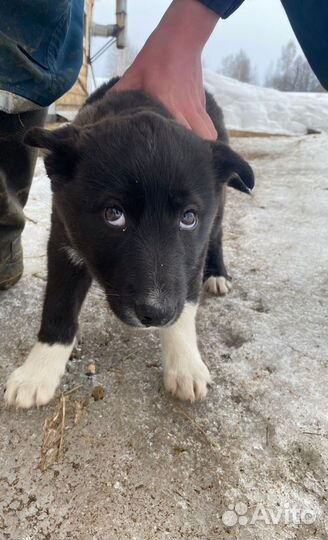 Западно сибирская лайка