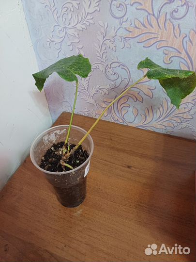 Ктенанта Бурле Маркс; Калатея Мозайка