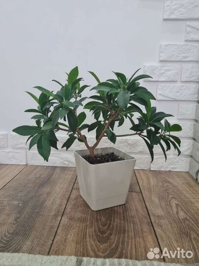 Бонсай Фикус Ретуза Фиброза