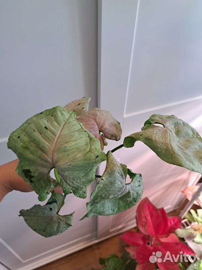 Сингониум Серый призрак