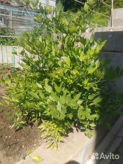 Мята, Мелисса, Любисток