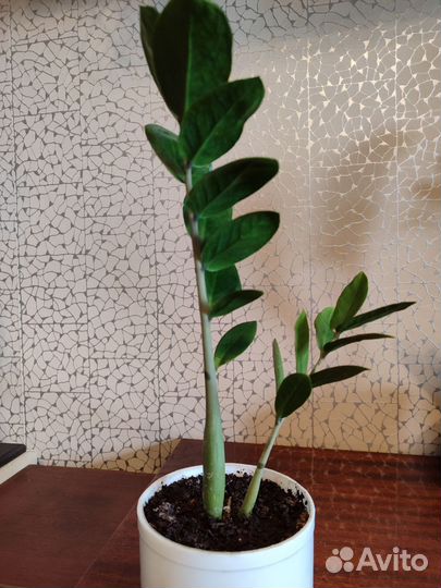 Замиокулькас