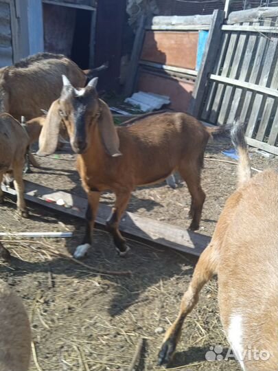 Англо нубийские козлята