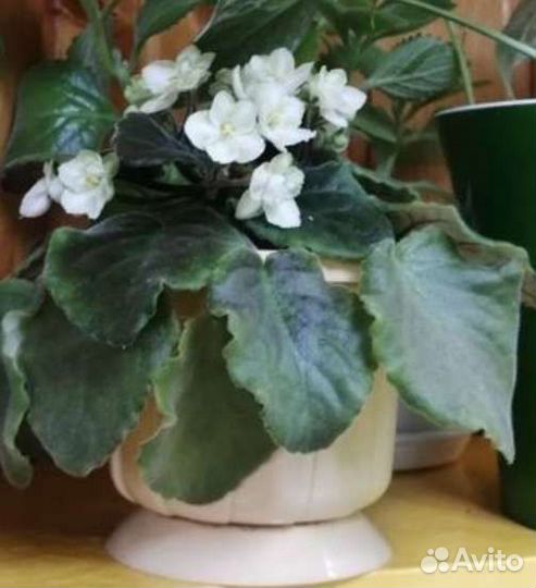 Фиалки в ассортименте