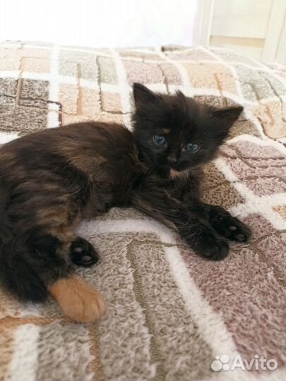 Котенок девочка 1,5 мес