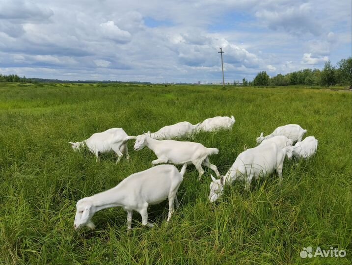 Навоз козий