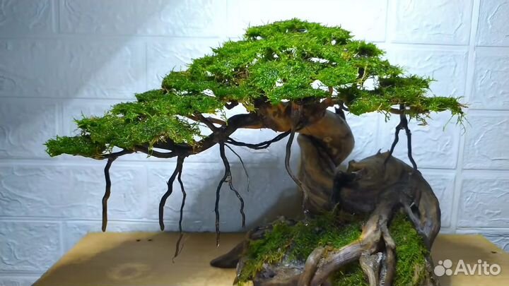 Коряги для аквариума,композиции,бонсай