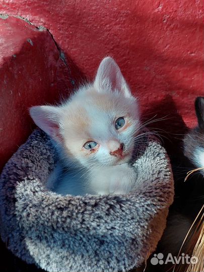 Ласковая кошечка