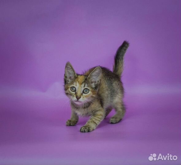 Трёхцветный котёнок Паула (2, 5 мес)