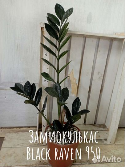 Комнатные цветы растение Замиокулькас долларовое