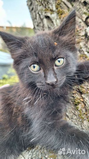 Пушистое счастье