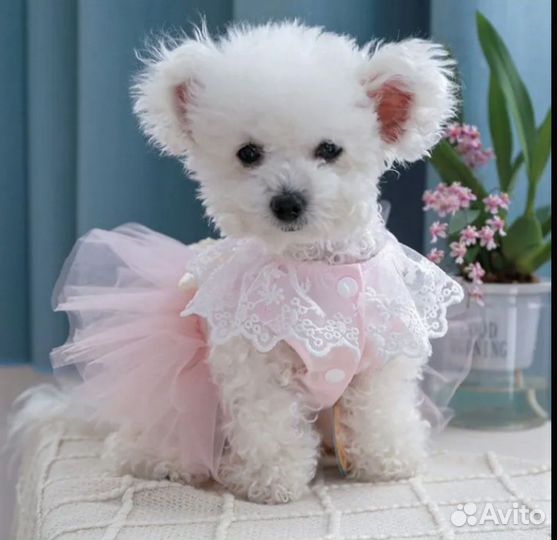 Платье для собак и кошек