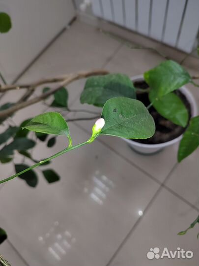 Лимон Мэйер