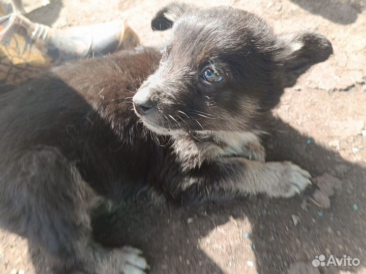 Щенки (в добрые руки )