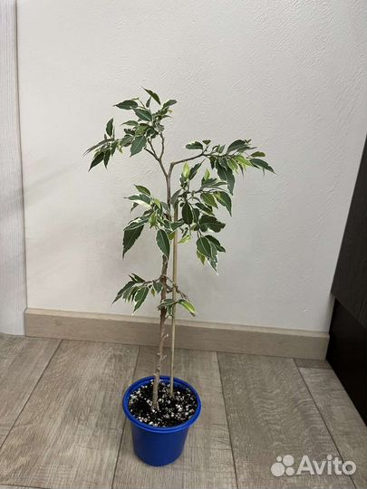 Фикус сортовые