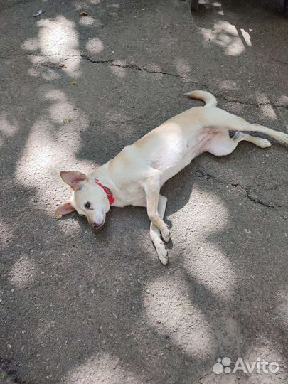 Собака ищет дом