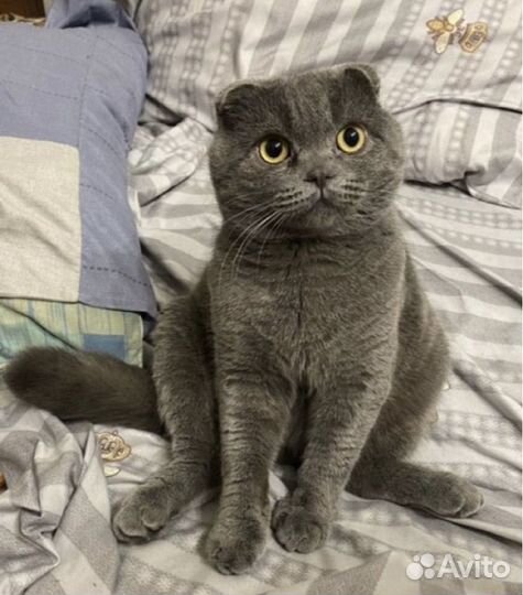 Британские вислоухие котята