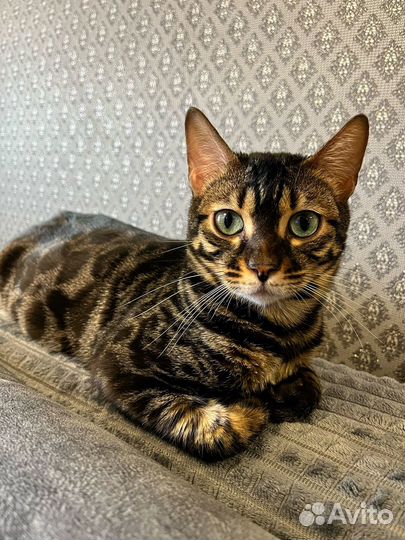 Бенгальская кошечка