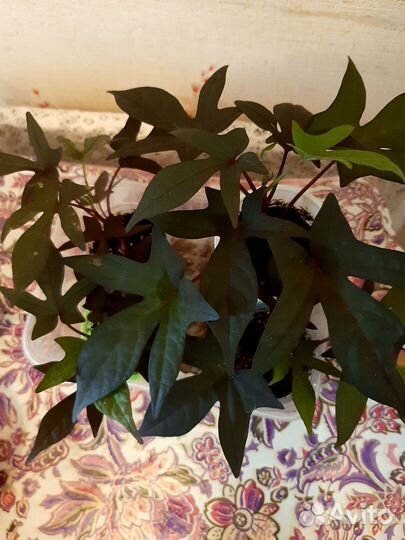 Ипомея батат