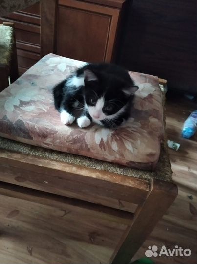 Котята ищут дом