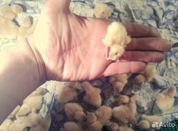 Домашние перепела: мясо