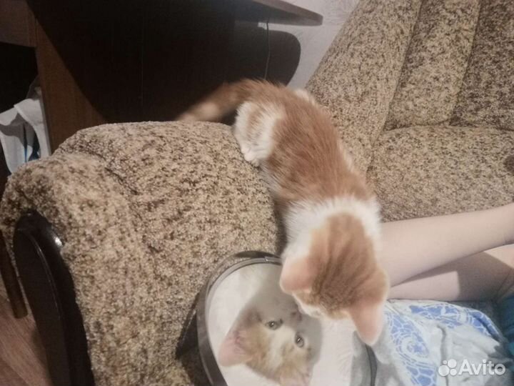 Передержка животных