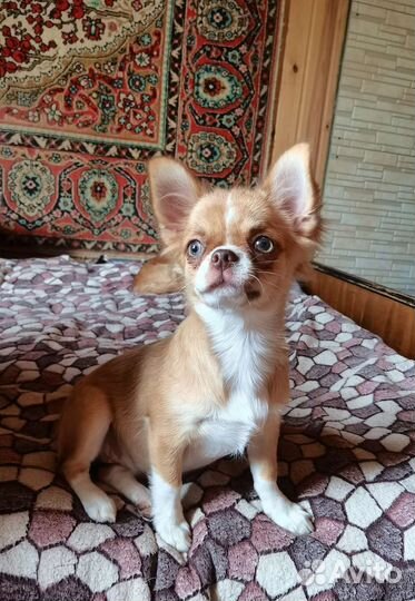 Подростки Чихуахуа