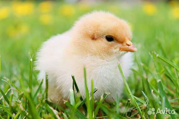 Цыпленок, индюшата