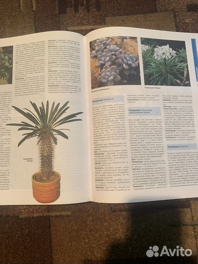 Большая энциклопедия комнатных растений