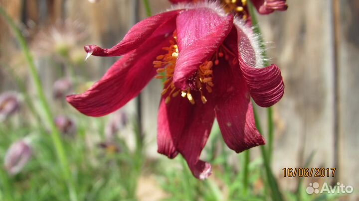 С О Н -Т Р А В А