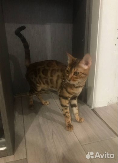 Бенгальская кошка