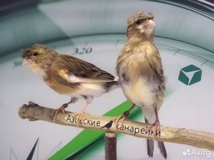 Португальский арлекин